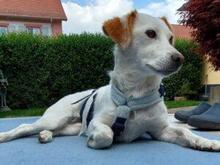 PREZZEMOLINA, Hund, Mischlingshund in Ehrenkirchen - Bild 5