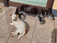 PREZZEMOLINA, Hund, Mischlingshund in Ehrenkirchen - Bild 6