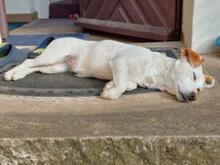 PREZZEMOLINA, Hund, Mischlingshund in Ehrenkirchen - Bild 7