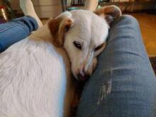 PREZZEMOLINA, Hund, Mischlingshund in Ehrenkirchen - Bild 9
