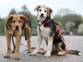 ARCO, Hund, Mischlingshund in Heilbronn - Bild 5