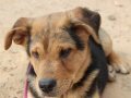 ARCO, Hund, Mischlingshund in Heilbronn - Bild 6