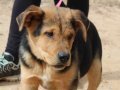 ARCO, Hund, Mischlingshund in Heilbronn - Bild 7