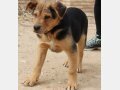 ARCO, Hund, Mischlingshund in Heilbronn - Bild 8