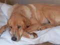 ARCO, Hund, Mischlingshund in Heilbronn - Bild 9