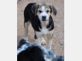 PLUMA, Hund, Mischlingshund in Heilbronn - Bild 10