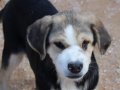 PLUMA, Hund, Mischlingshund in Heilbronn - Bild 11