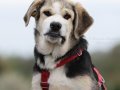 PLUMA, Hund, Mischlingshund in Heilbronn - Bild 6