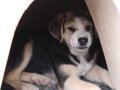 PLUMA, Hund, Mischlingshund in Heilbronn - Bild 8