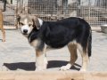 PLUMA, Hund, Mischlingshund in Heilbronn - Bild 9