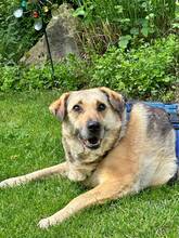 MERLE, Hund, Mischlingshund in Idstein