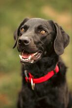 HARLEY, Hund, Mischlingshund in Neuhäusel - Bild 7