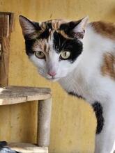 BLOSSOM, Katze, Europäisch Kurzhaar in Hamburg - Bild 1