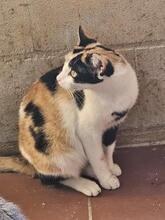 BLOSSOM, Katze, Europäisch Kurzhaar in Hamburg - Bild 2