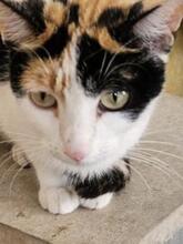 BLOSSOM, Katze, Europäisch Kurzhaar in Hamburg - Bild 3