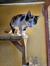 BLOSSOM, Katze, Europäisch Kurzhaar in Hamburg - Bild 4
