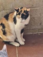 BLOSSOM, Katze, Europäisch Kurzhaar in Hamburg - Bild 5