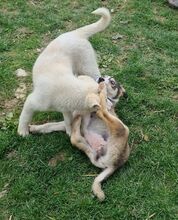 TONKA, Hund, Mischlingshund in Rumänien - Bild 11