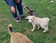 TONKA, Hund, Mischlingshund in Rumänien - Bild 12