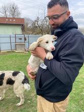 TONKA, Hund, Mischlingshund in Rumänien - Bild 13