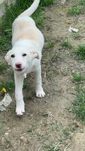 TONKA, Hund, Mischlingshund in Rumänien - Bild 14