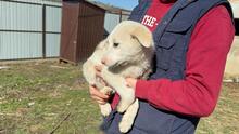 TONKA, Hund, Mischlingshund in Rumänien - Bild 9