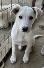 BENJAMIN, Hund, Mischlingshund in Griechenland - Bild 10