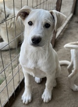 BENJAMIN, Hund, Mischlingshund in Griechenland - Bild 11