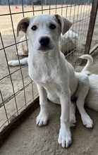 BENJAMIN, Hund, Mischlingshund in Griechenland - Bild 4