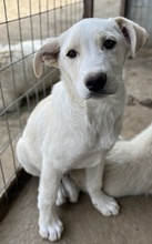 BENJAMIN, Hund, Mischlingshund in Griechenland - Bild 8