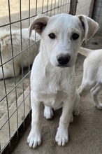 BENJAMIN, Hund, Mischlingshund in Griechenland - Bild 9