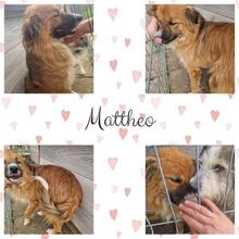 MATTHEO, Hund, Mischlingshund in Rumänien - Bild 10