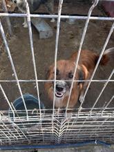 MATTHEO, Hund, Mischlingshund in Rumänien - Bild 11