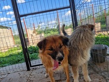 MATTHEO, Hund, Mischlingshund in Rumänien - Bild 6
