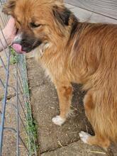 MATTHEO, Hund, Mischlingshund in Rumänien - Bild 8