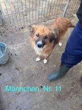 MATTHEO, Hund, Mischlingshund in Rumänien - Bild 9