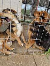 LAYLA, Hund, Mischlingshund in Rumänien - Bild 18