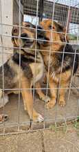 LAYLA, Hund, Mischlingshund in Rumänien - Bild 19