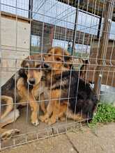 LAYLA, Hund, Mischlingshund in Rumänien - Bild 23