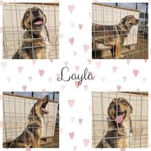 LAYLA, Hund, Mischlingshund in Rumänien - Bild 26
