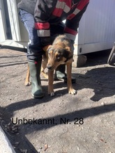 LAYLA, Hund, Mischlingshund in Rumänien - Bild 27