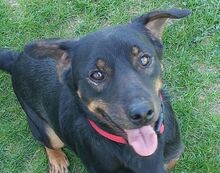 BORIS, Hund, Mischlingshund in Helmbrechts - Bild 1