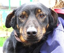 BORIS, Hund, Mischlingshund in Helmbrechts - Bild 10