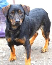 BORIS, Hund, Mischlingshund in Helmbrechts - Bild 11