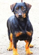 BORIS, Hund, Mischlingshund in Helmbrechts - Bild 12