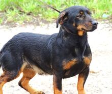 BORIS, Hund, Mischlingshund in Helmbrechts - Bild 13