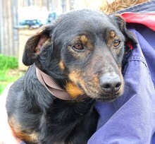 BORIS, Hund, Mischlingshund in Helmbrechts - Bild 14