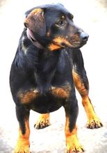 BORIS, Hund, Mischlingshund in Helmbrechts - Bild 15