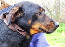 BORIS, Hund, Mischlingshund in Helmbrechts - Bild 16