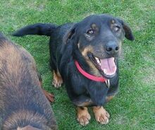 BORIS, Hund, Mischlingshund in Helmbrechts - Bild 2